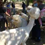 Le star di Basilicata Alpaca sono infatti gli animali, in particolare Cotoletta, Lollipop, Kimberly, Manu, Jasmine e Cotton fioc, che pi� di altri hanno evidenziato un carattere socievole e mansueto nei confronti dei visitatori